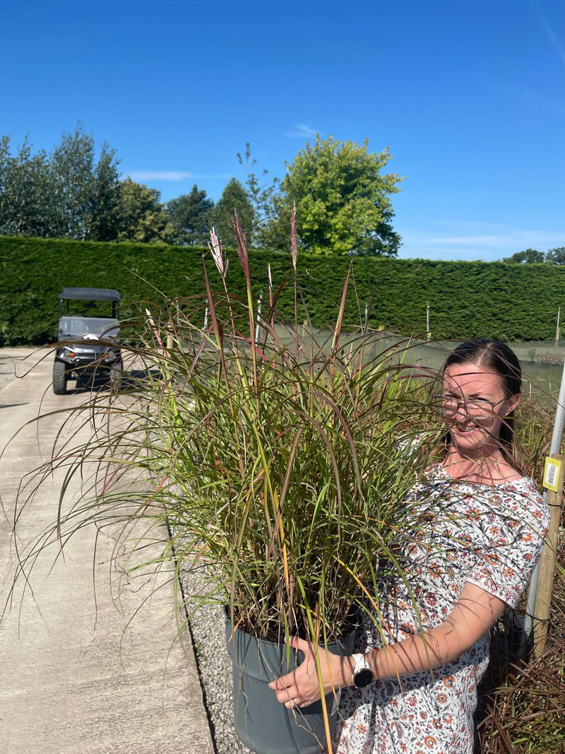 Miscanthus Red Chief Specimen Sized 12 Litre Pot