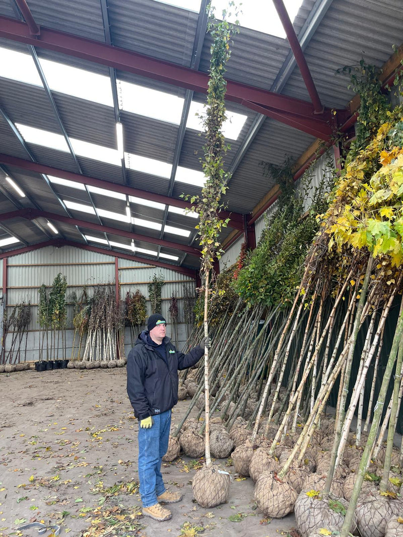 Betula Pendula Rootballed 10/12cm Heavy Girth