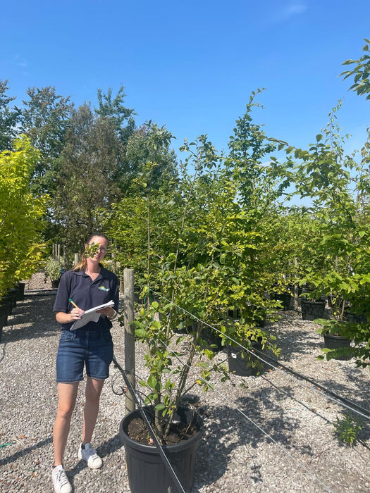 Alnus Incana Multi Stem 175/200cm Rootballed