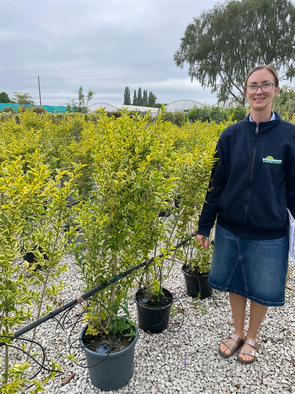 Golden Privet 10 Litre Pot 100/120cm