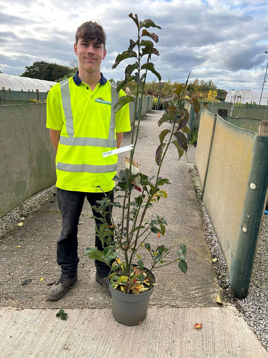 Euonymus Europaeus Red Cascade 12 Litre Pot 100/120cm