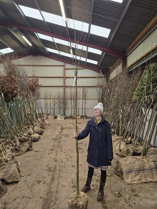 Sorbus Aucu. Fastigiata Heavy Std 8-10 cm Girth Rootballed