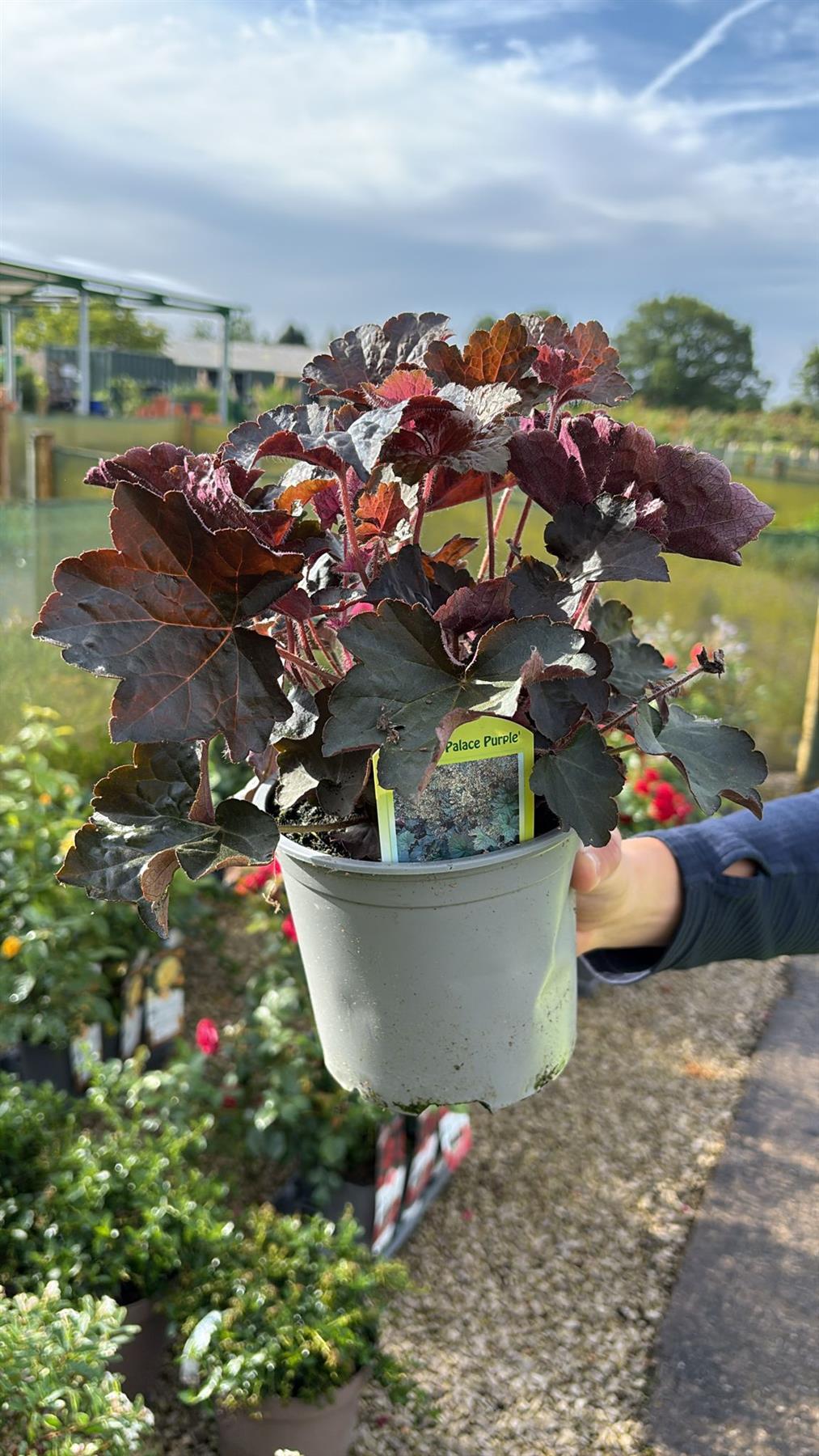 Heuchera sand.Leuchtkafer 11cm Pot