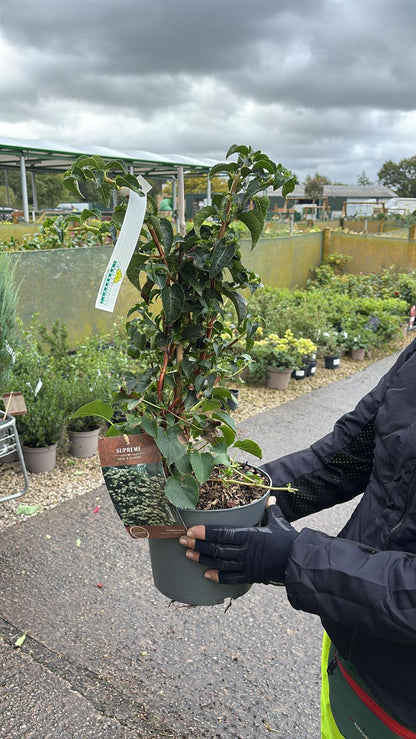 Hydrangea Petiolaris 4 Litre Pot 40/60cm