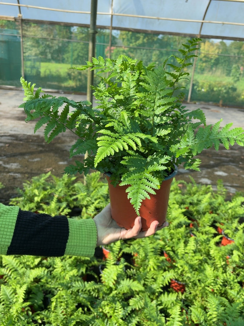 Polystichum Setiferum Proliferum 2 Litre Pot