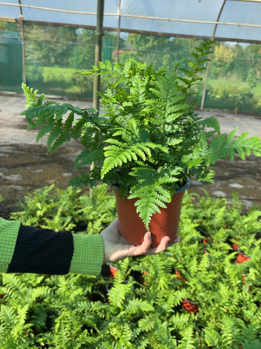 Polystichum Setiferum Proliferum 2 Litre Pot