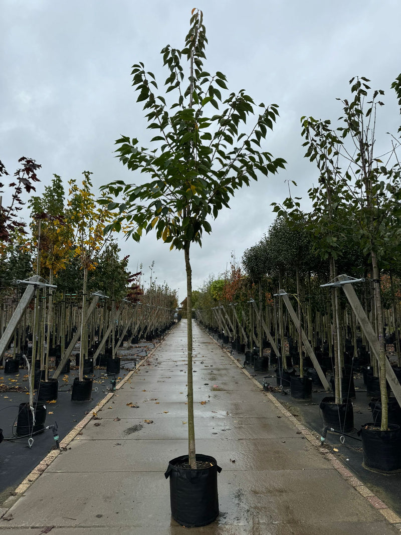 Prunus Kanzan Heavy Standard 12/14cm Girth 50 Litre