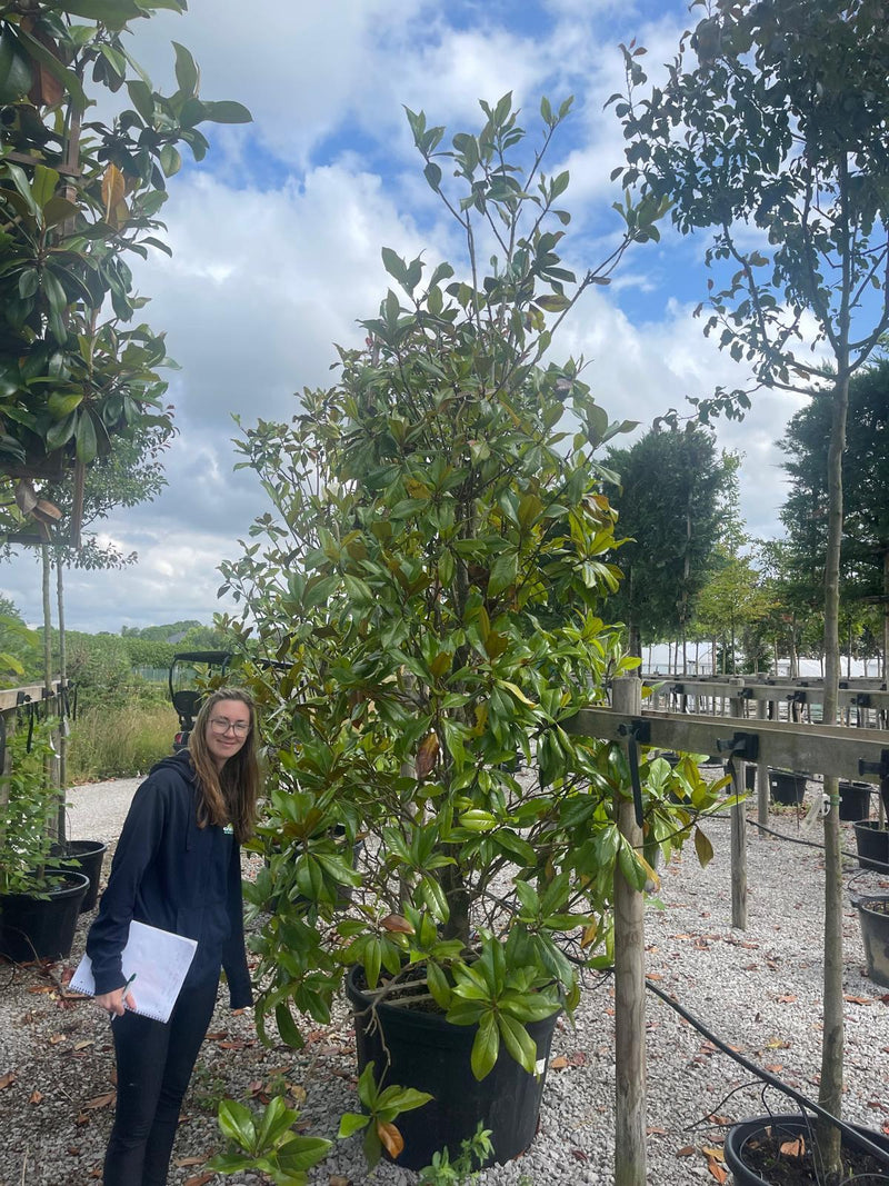 2 x Magnolia G. Gallisoniensis 300-350CM