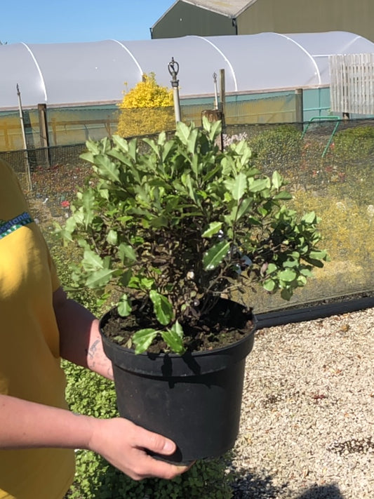 Pittosporum Tenuifolium Tom Thumb 5 Litre