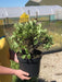 Pittosporum Tenuifolium Tom Thumb 5 Litre
