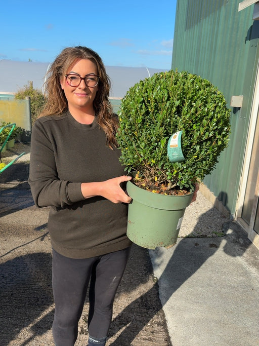 Ilex Crenata Jenny Topiary Ball 10 Litre Pot 40cm