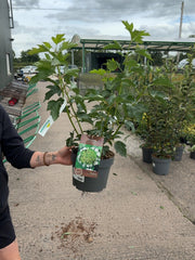 Viburnum Opulus Compactum 4 Litre Pot 30/40cm