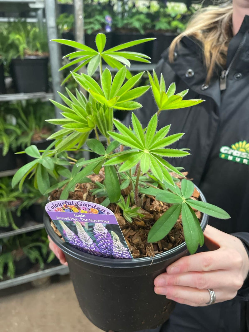 Lupin The Governor 3 Litre Pot