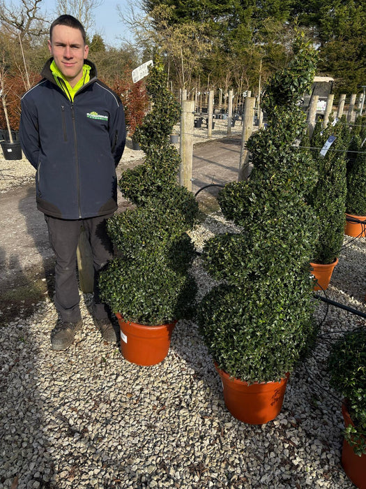 Buxus Spiral 40 Litre Pot 140-150cm