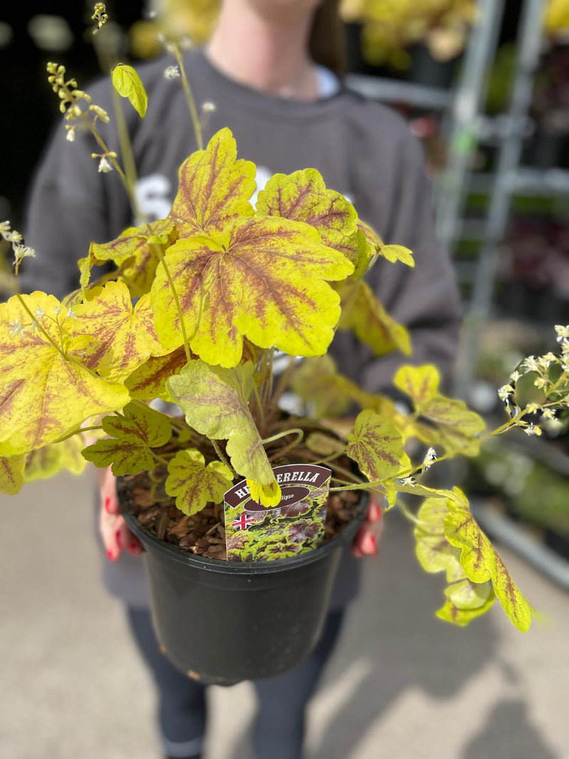 Heucherella Solar Eclipse 3 Litre Pot