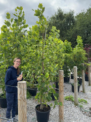 Liriodendron tulipifera Aureomarginatum 15 Litre Pot