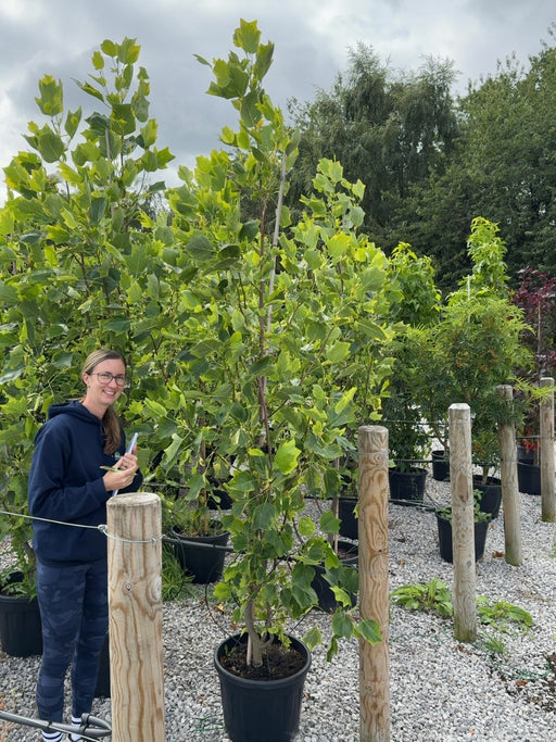 Liriodendron tulipifera Aureomarginatum 15 Litre Pot