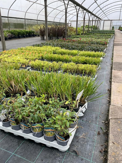 Hardy Shrub Mix