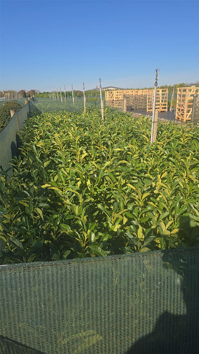 Cherry Laurel Hedging 4.5 Litre Pot 80/90cm
