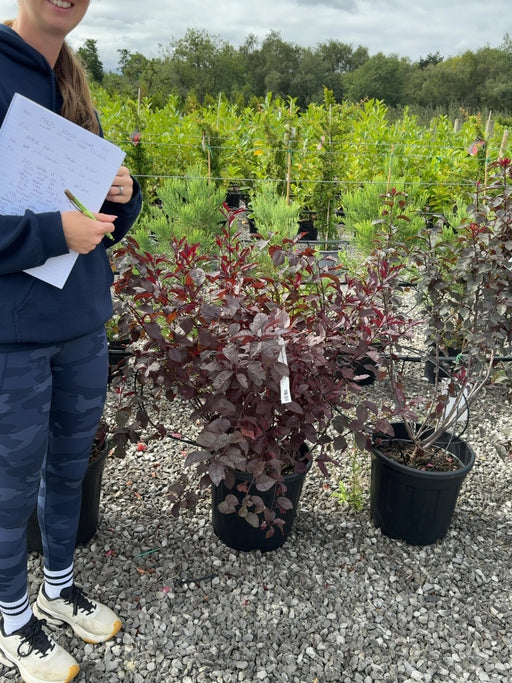 Prunus Cistena Bush 25 Litre Pot