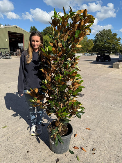 Magnolia G. Little Gem 30 Litre Pot 150/175cm