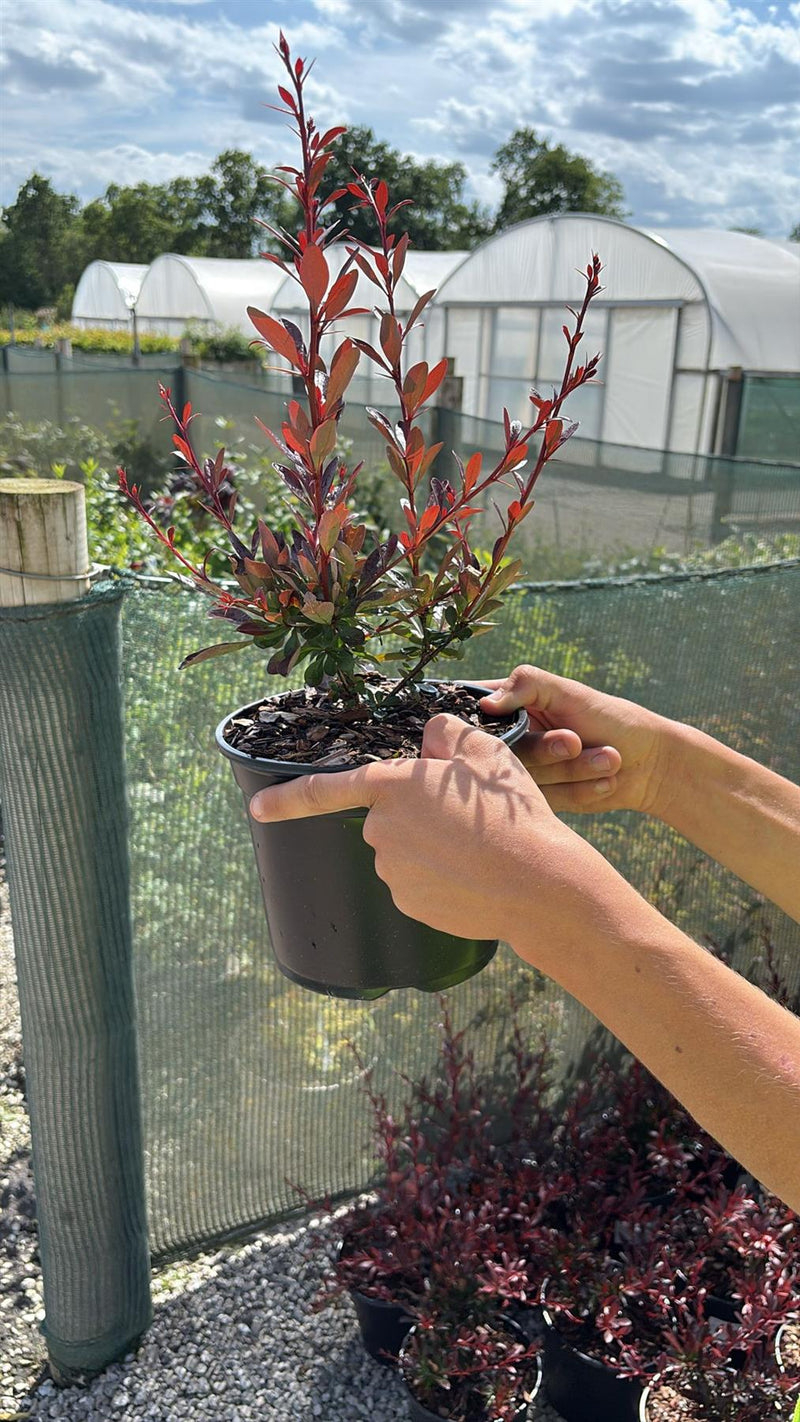 Berberis Hedging Red Chief 3Litre Pot  Grasslands Nursery