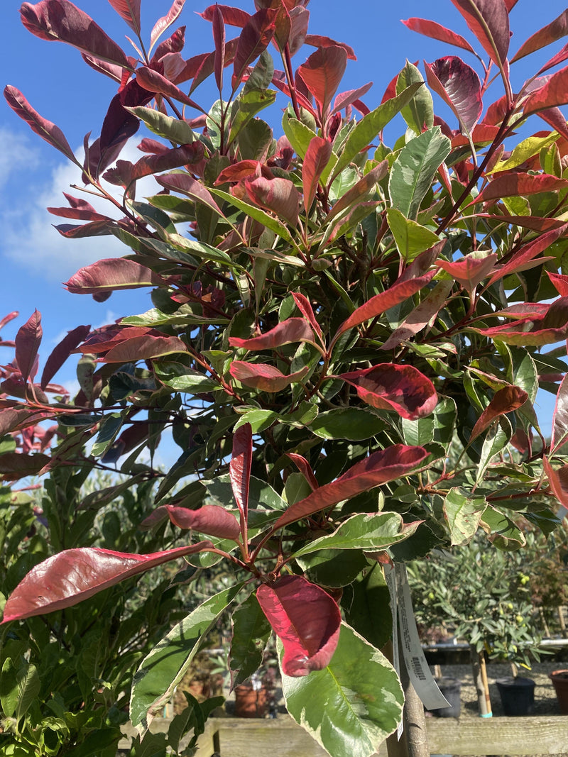 Photinia x fraseri Pink Marble 1/2 Standard 35 Litre Pot 130/140cm Stem