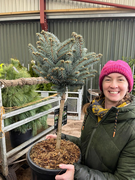 Picea pun. Glauca Globosa 1/4 Std  18 Litre Pot