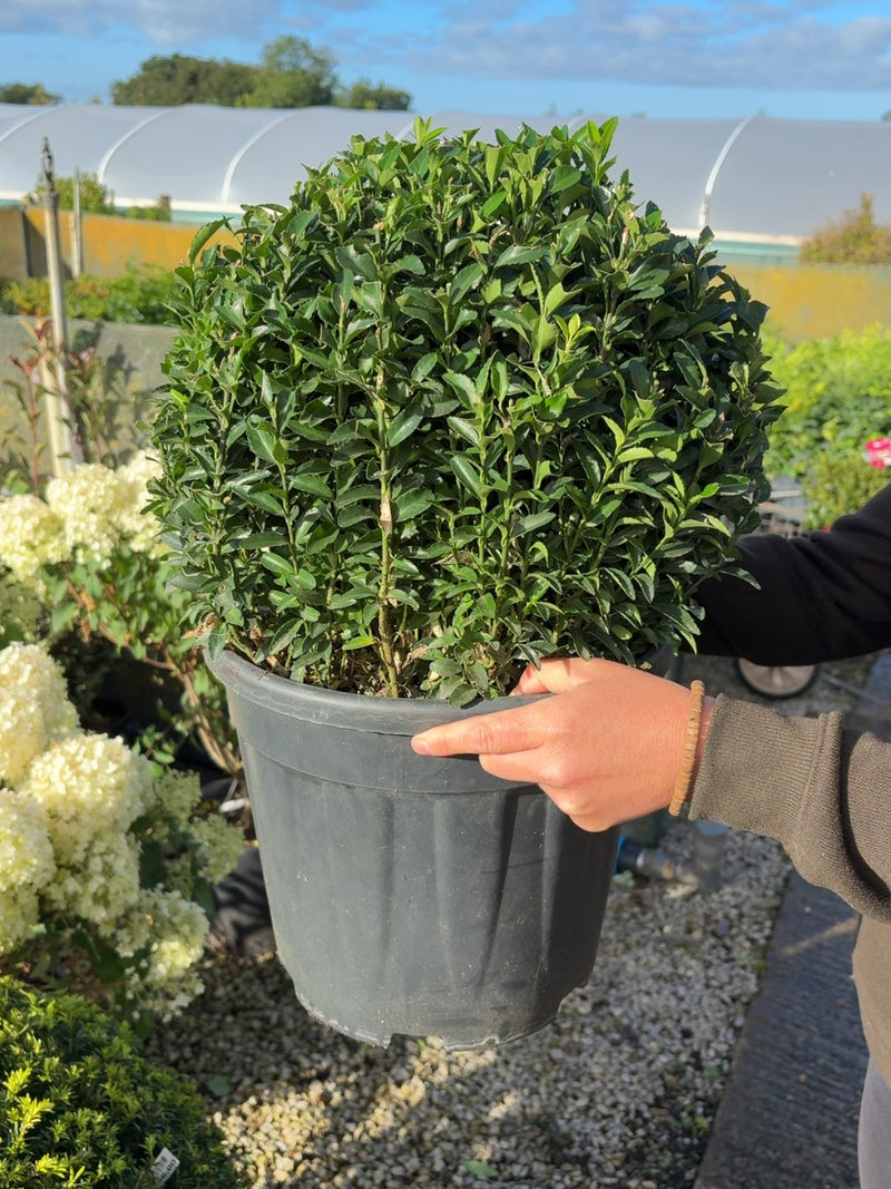 Euonymus Jap. Green Spire Ball 12 Litre Pot 35cm