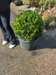 Euonymus Jap. Green Spire Ball 35 Litre Pot 50cm