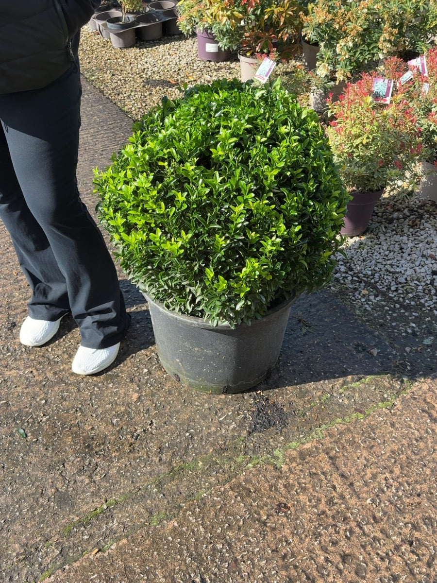 Euonymus Jap. Green Spire Ball 35 Litre Pot 50cm