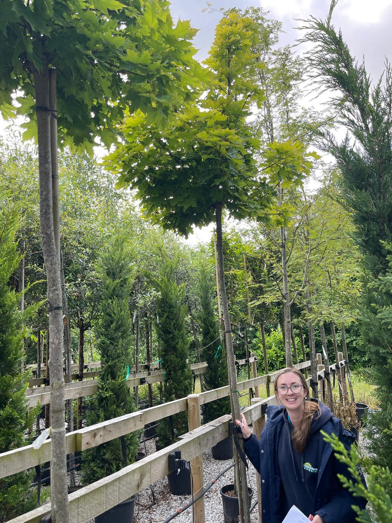 Acer Platanoides Globosum Std 10/12cm Girth