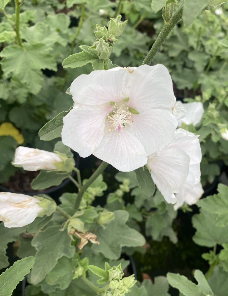 Lavatera Marshmallow Ice White 3 Litre Pot