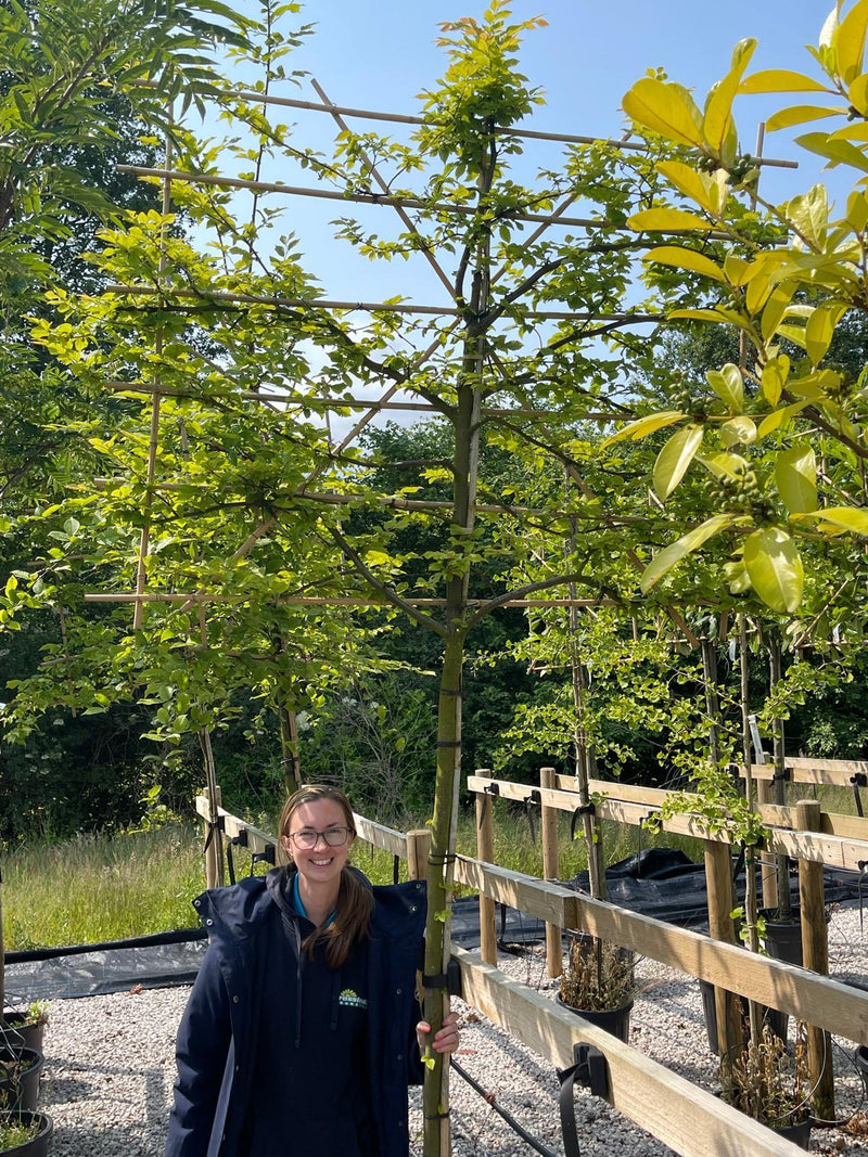 Carpinus B. Pleached 180cm Stem 120cm x 150cm Sold as a Trio
