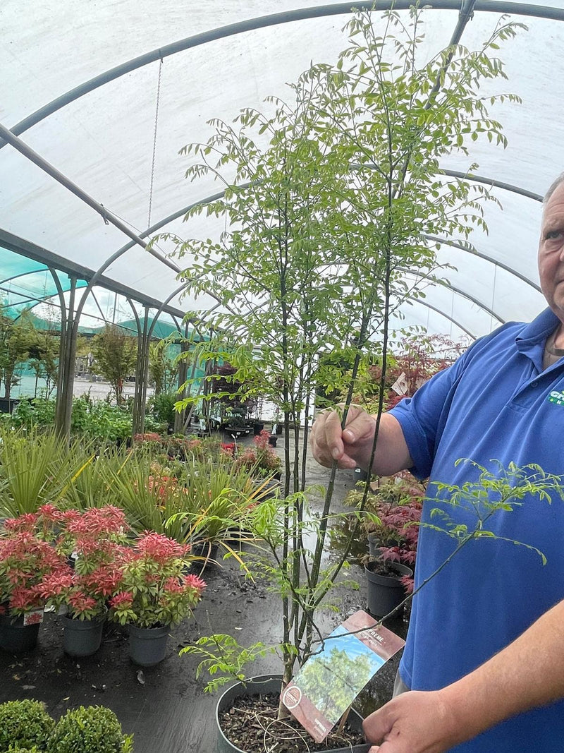 Sophora japonica Styphnolobium 4 Litre Pot 60/80cm