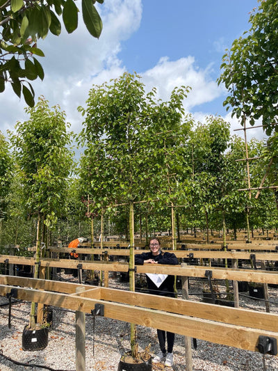 Pyrus Chanticleer Pleached Tree