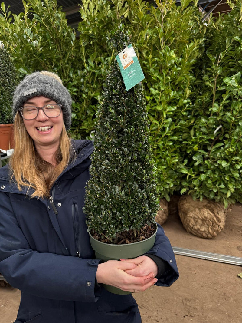 Ilex Crenata Caroline Cone 4 Litre Pot 50/60cm