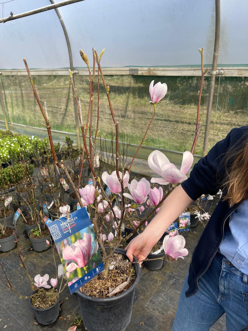 Magnolia De. Festirose 4.5 Litre Pot