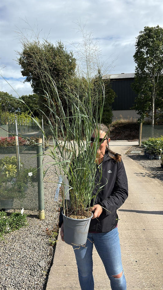 Panicum virgatum Heiliger Hain 4.5 Litre