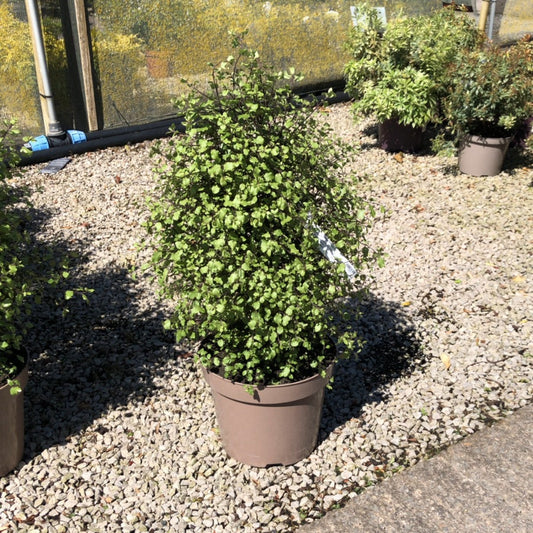 Pittosporum Tenuifolium Cratus 10 Litre Pot