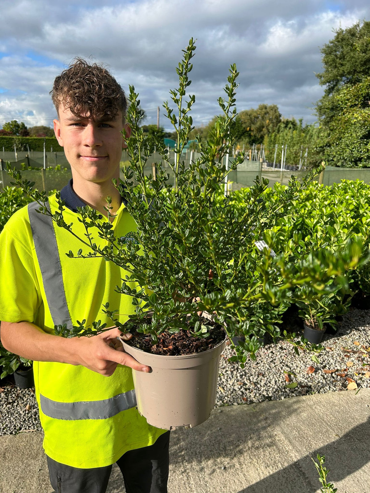 Ceanothus Impressus Victoria 5 Litre Pot