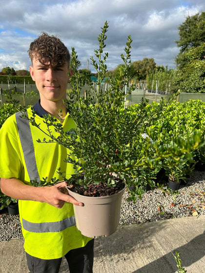 Ceanothus Impressus Victoria 5 Litre Pot