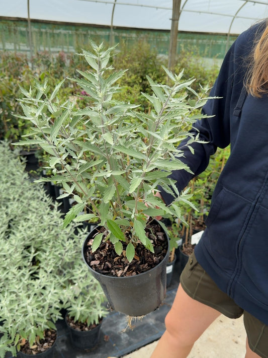 Caryopteris clandonensis Sterling Silver - 3 Litre Pot