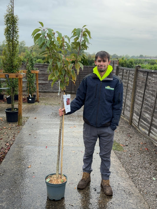 Prunus serrulata Kanzan 10 Litre Pot