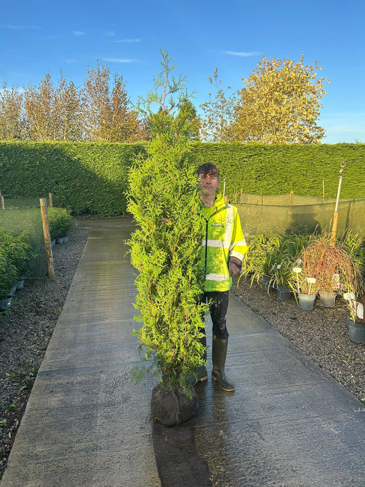 Thuja Brabant 190-210cm Root Ball