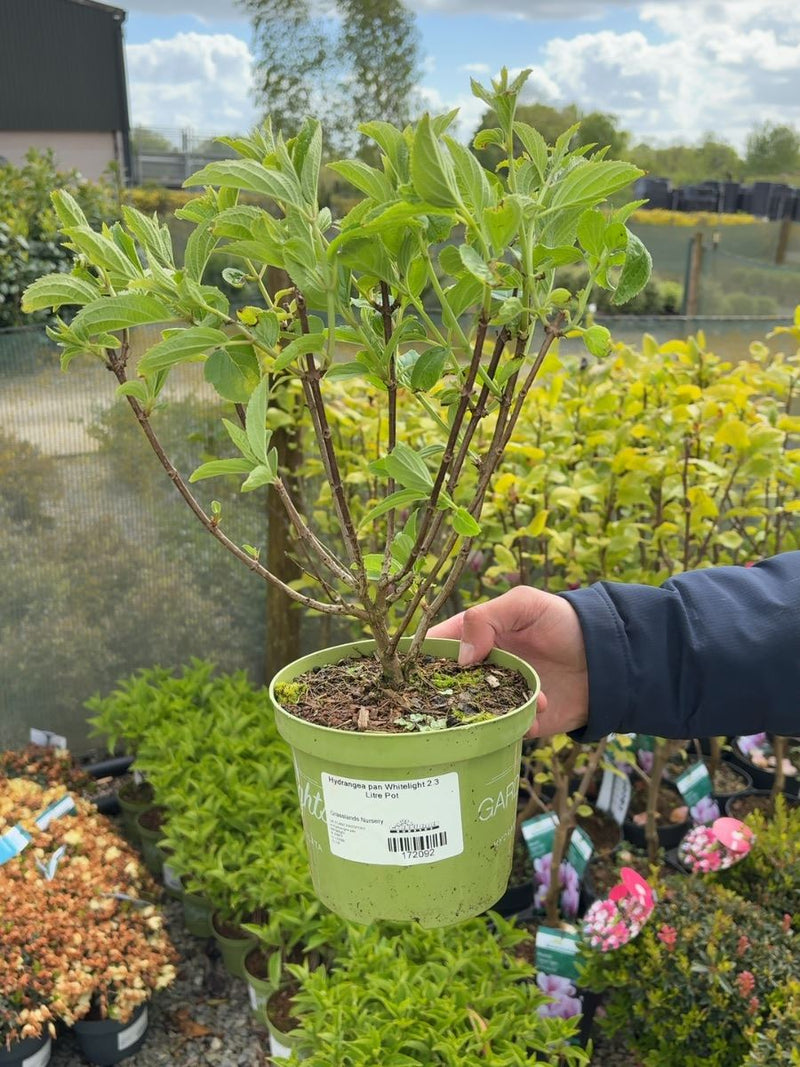 Hydrangea pan Whitelight 5 Litre Pot