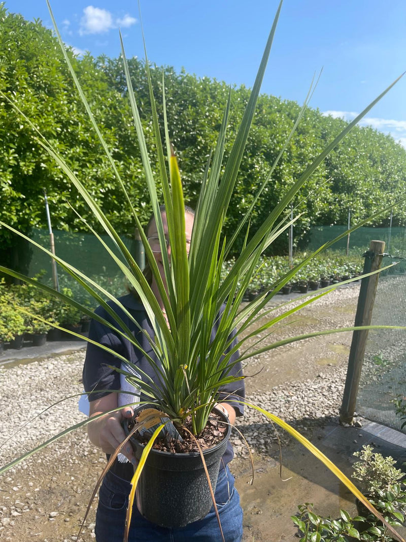 Cordyline Australis Atlantic Green 3 Litre Pot