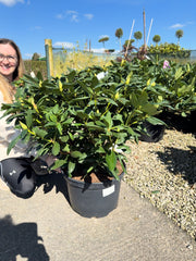 Rhododendron Hybrid Roseum Elegans 25 Litre Pot 90cm Wide