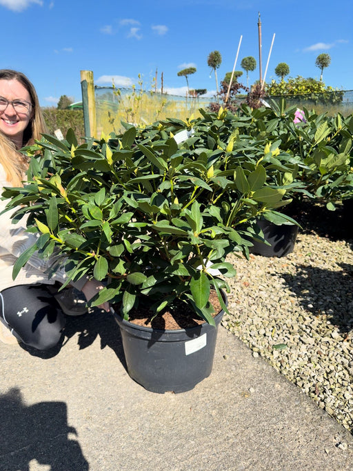 Rhododendron Hybrid Roseum Elegans 25 Litre Pot 90cm Wide