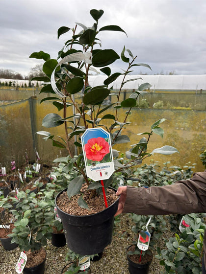 Camellia Japonica Blood Of China 5 Litre Pot